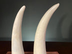 Pair of Mid-Century Polish Ceramic Tusks